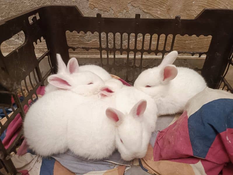 New Zealand white bunnies 5kg breed 1