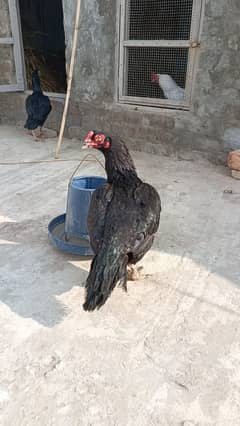 Mushki Aseel high quality bird two hen