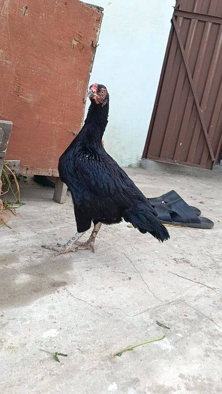 Mushki mushka heera Aseel high quality bird two hen 2