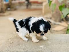 shihtzu