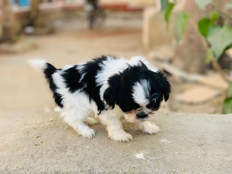 shihtzu 0