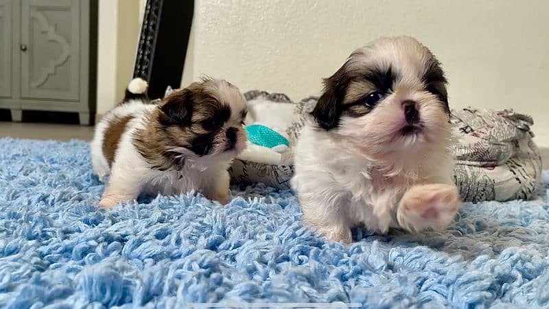 shihtzu 1