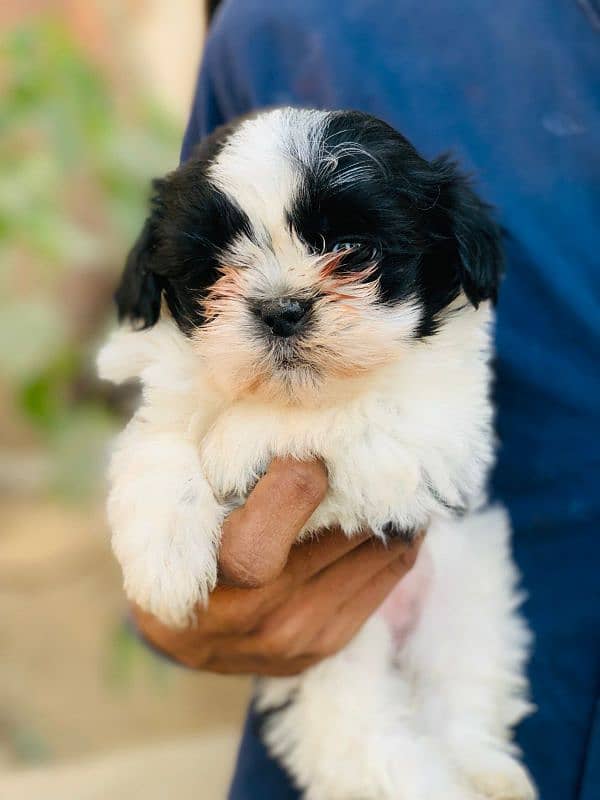 shihtzu 2