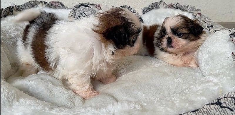 shihtzu 3