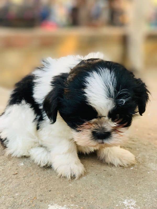 shihtzu 4