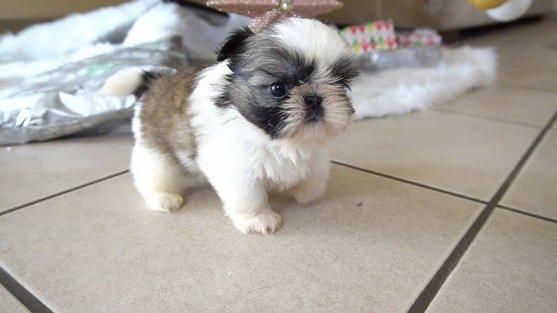 shihtzu 5