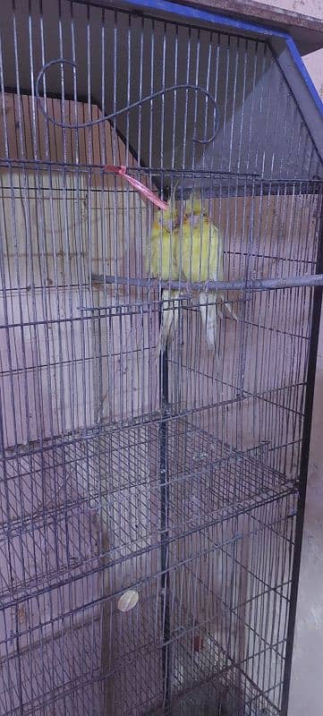 cage for sale 3