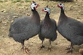 Guinea fall hen