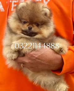 Pomeranian