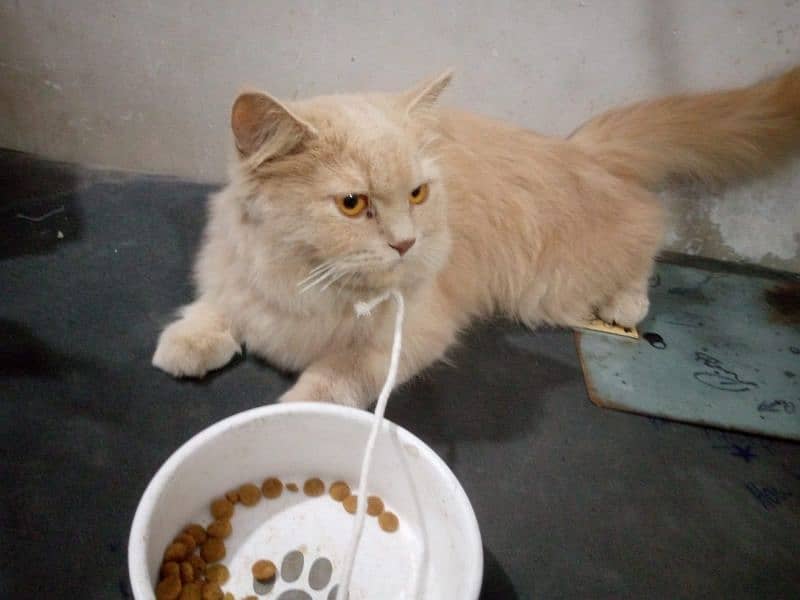 Persian female cat 1