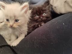 Persian Semi Punch cute babies looking for new sweet homes