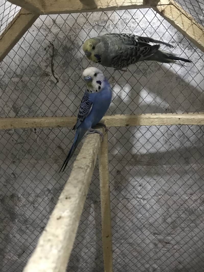 Lovebirds & Australian parrots with cage & boxes 2