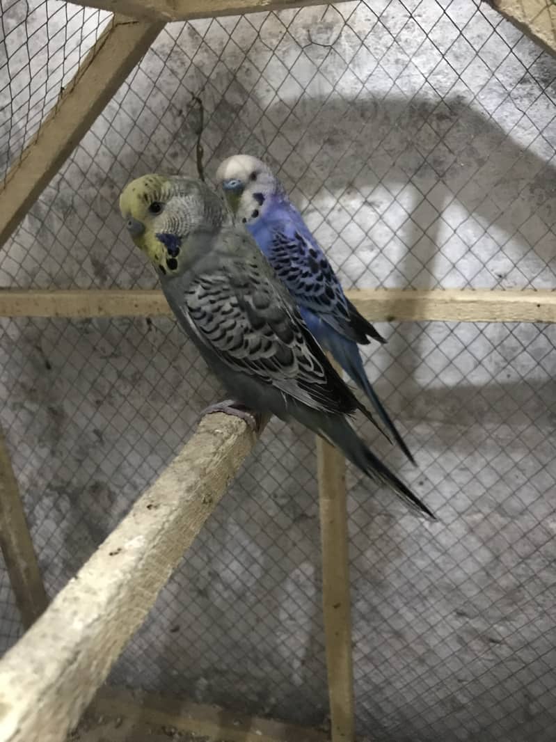 Lovebirds & Australian parrots with cage & boxes 3