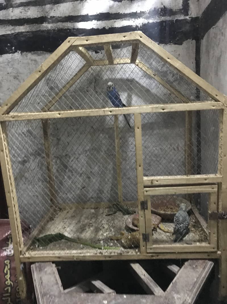 Lovebirds & Australian parrots with cage & boxes 4