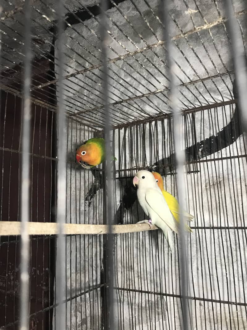 Lovebirds & Australian parrots with cage & boxes 6