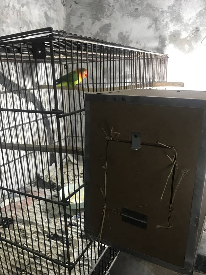 Lovebirds & Australian parrots with cage & boxes 7