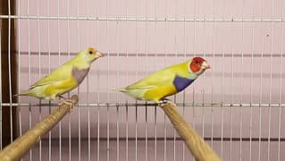 Split Blue Gouldians Pairs