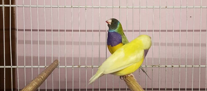 Split Blue Gouldians Pairs 2