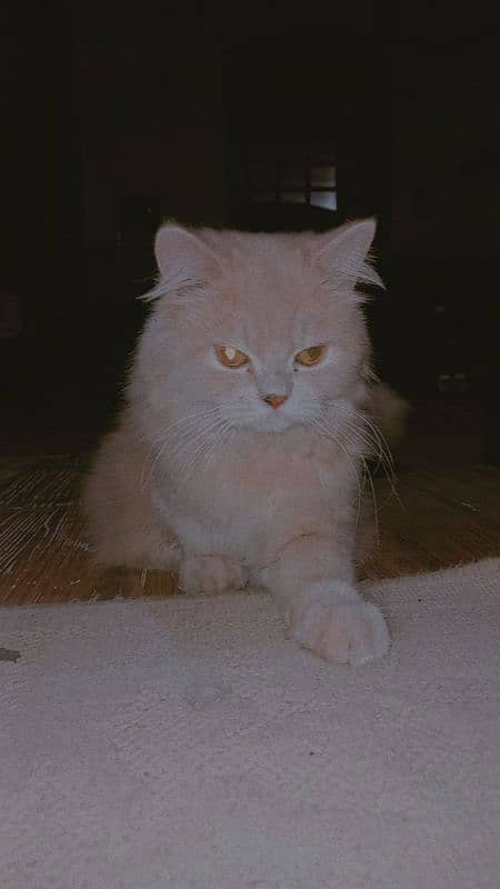 Persian Cats Available for Sale 6