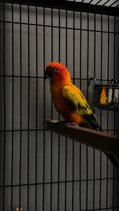 Sun conure red factor