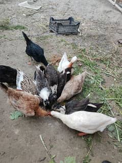 ducks