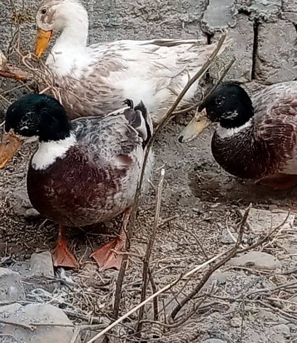 1 Male 1 Female Duck six Pair 1