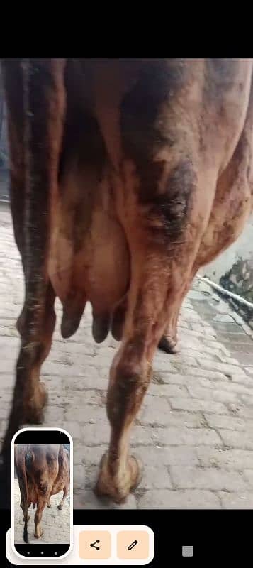 Cow / Gay / sahiwal cross Cow / Gaee / گائے / فروخت کے لیے گائے 3