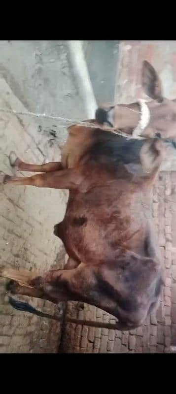 Cow / Gay / sahiwal cross Cow / Gaee / گائے / فروخت کے لیے گائے 4