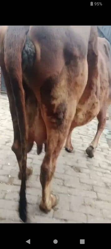 Cow / Gay / sahiwal cross Cow / Gaee / گائے / فروخت کے لیے گائے 5