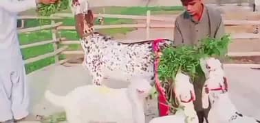 Desi Bakri Our 3 Bacchon Ka Sath Urgent For Sale Call me03255386537