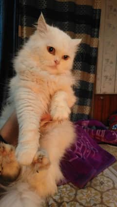 white color Persian cat available