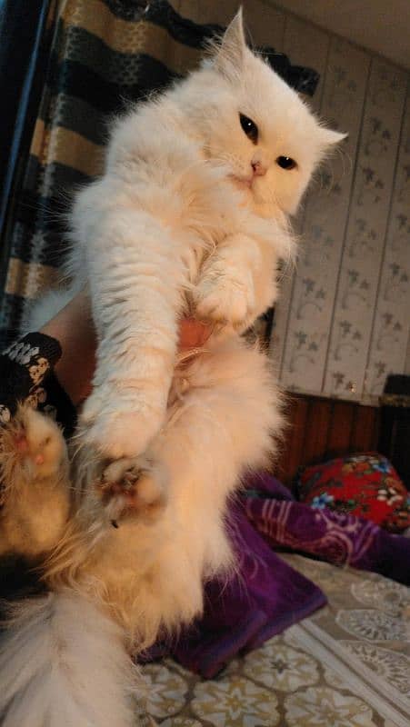 white color Persian cat available 1