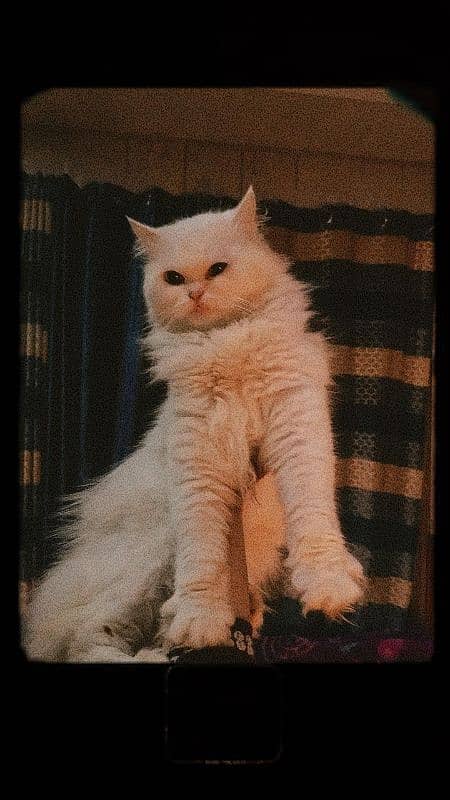 white color Persian cat available 2