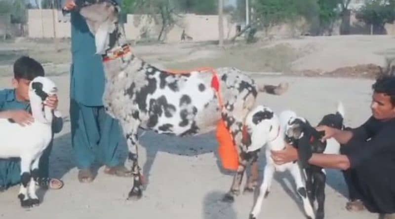 Desi bakri 3 Bacchon Ke sath For sale WhatsApp on 0370,4815,728 1