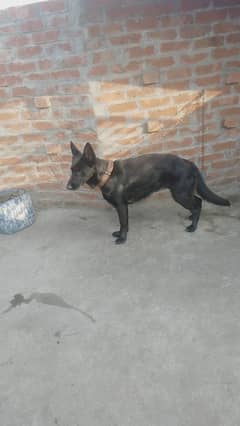 black German Shepherd female for sale