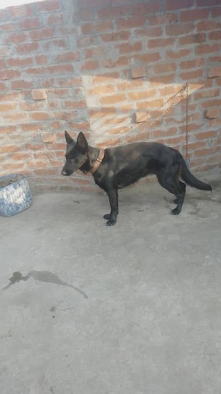 black German Shepherd female for sale 0