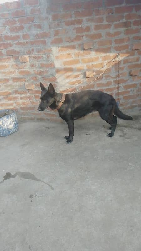 black German Shepherd female for sale 1