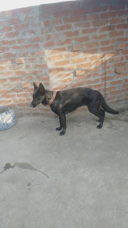 black German Shepherd female for sale 2