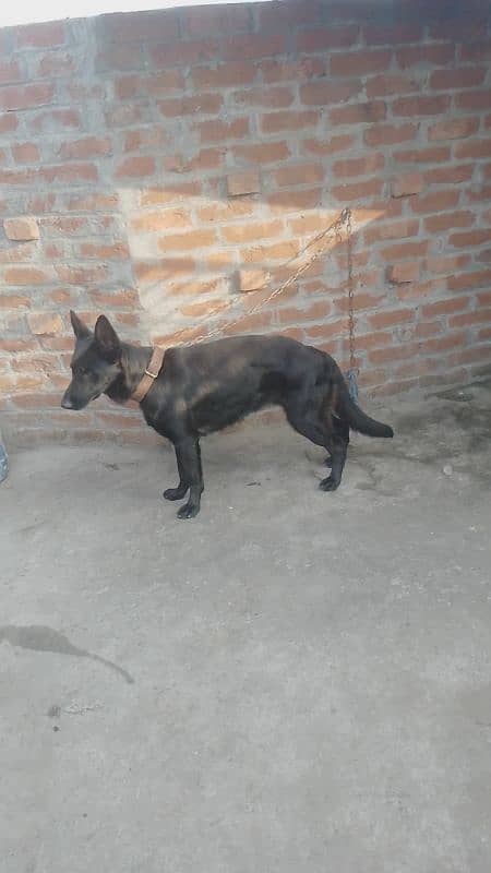 black German Shepherd female for sale 3