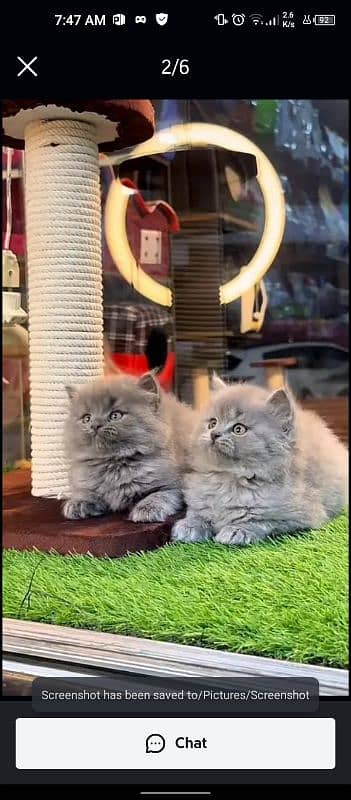 5 Persian kittens available for sale 2