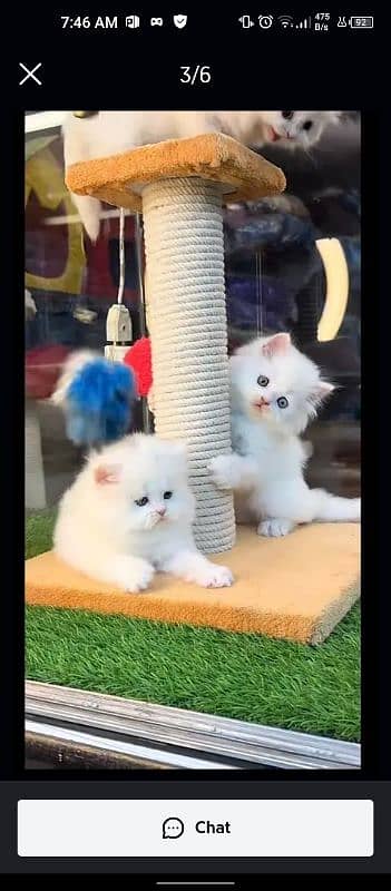 5 Persian kittens available for sale 3