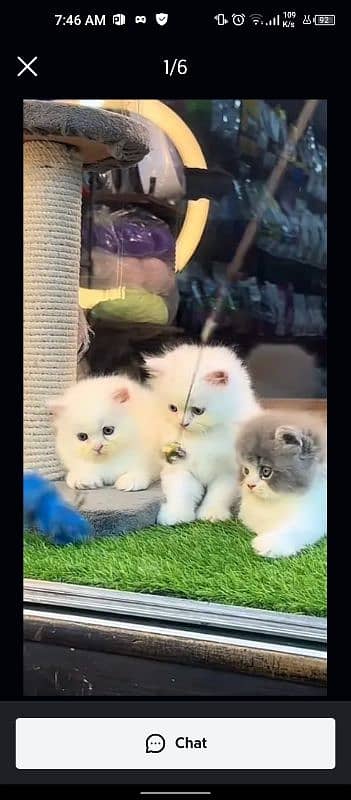 5 Persian kittens available for sale 4