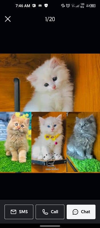 5 Persian kittens available for sale 5