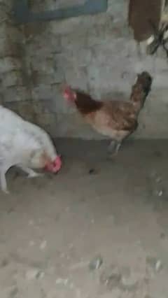 4 hen and 1 cock