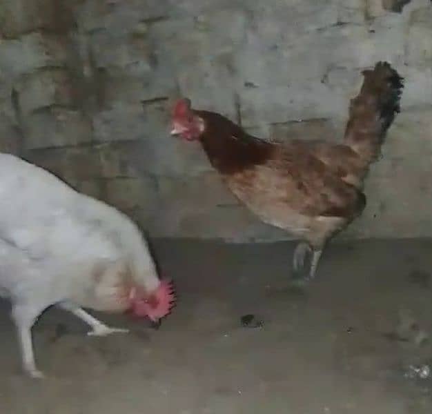 4 hen and 1 cock 1