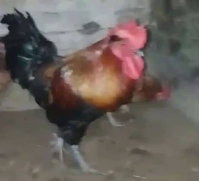 4 hen and 1 cock 2