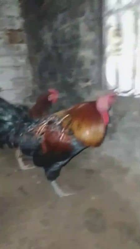 4 hen and 1 cock 3