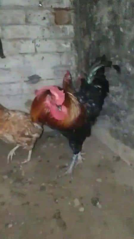 4 hen and 1 cock 4