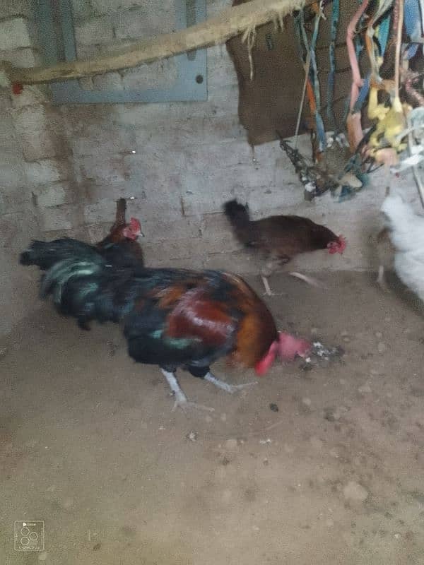 4 hen and 1 cock 5