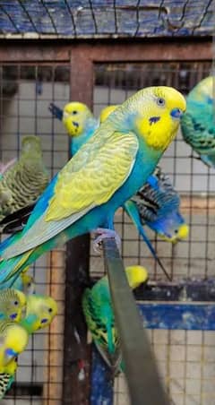 Quality Budgies